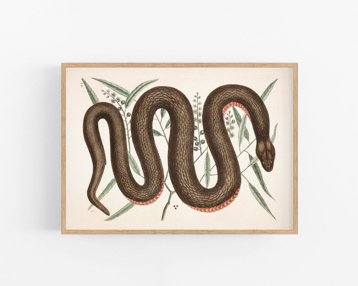 Copper Bellied Snake | 18th Century