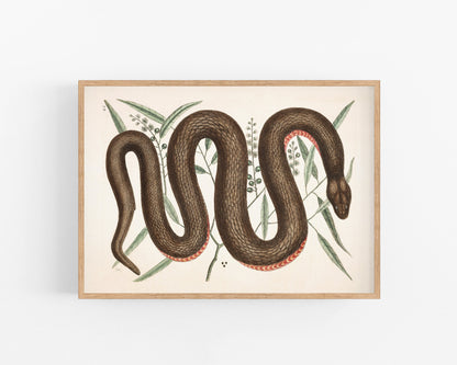 Copper Bellied Snake | 18th Century
