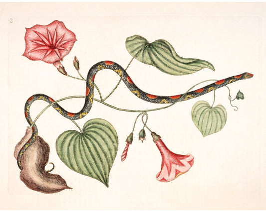 Bead Snake and Virginian Potato Plant | 18th Century