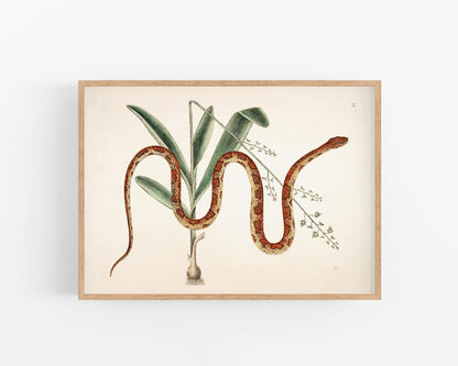 corn snake plants Corn Snake & Plant