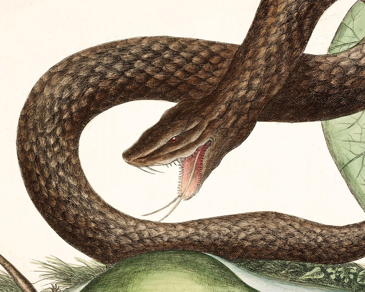 Viper Snake and Arum Lily | 18th Century