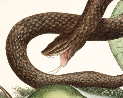 Viper Snake and Arum Lily | 18th Century