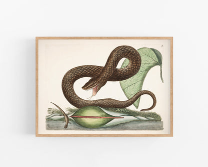 Viper Snake and Arum Lily | 18th Century