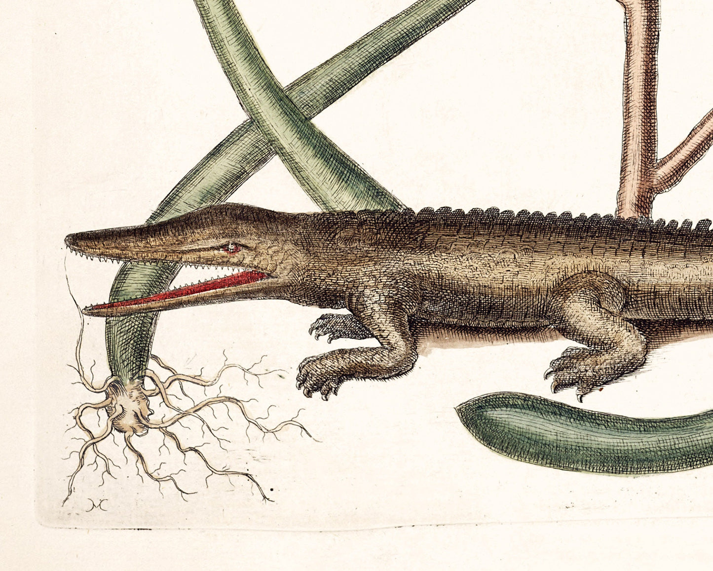 American Alligator | 18th Century