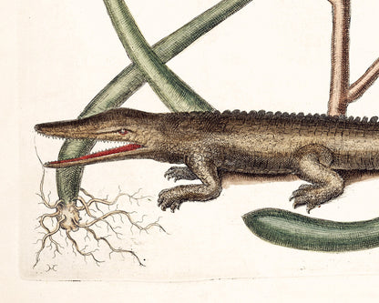 American Alligator | 18th Century