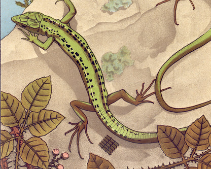 Lizard | 1897