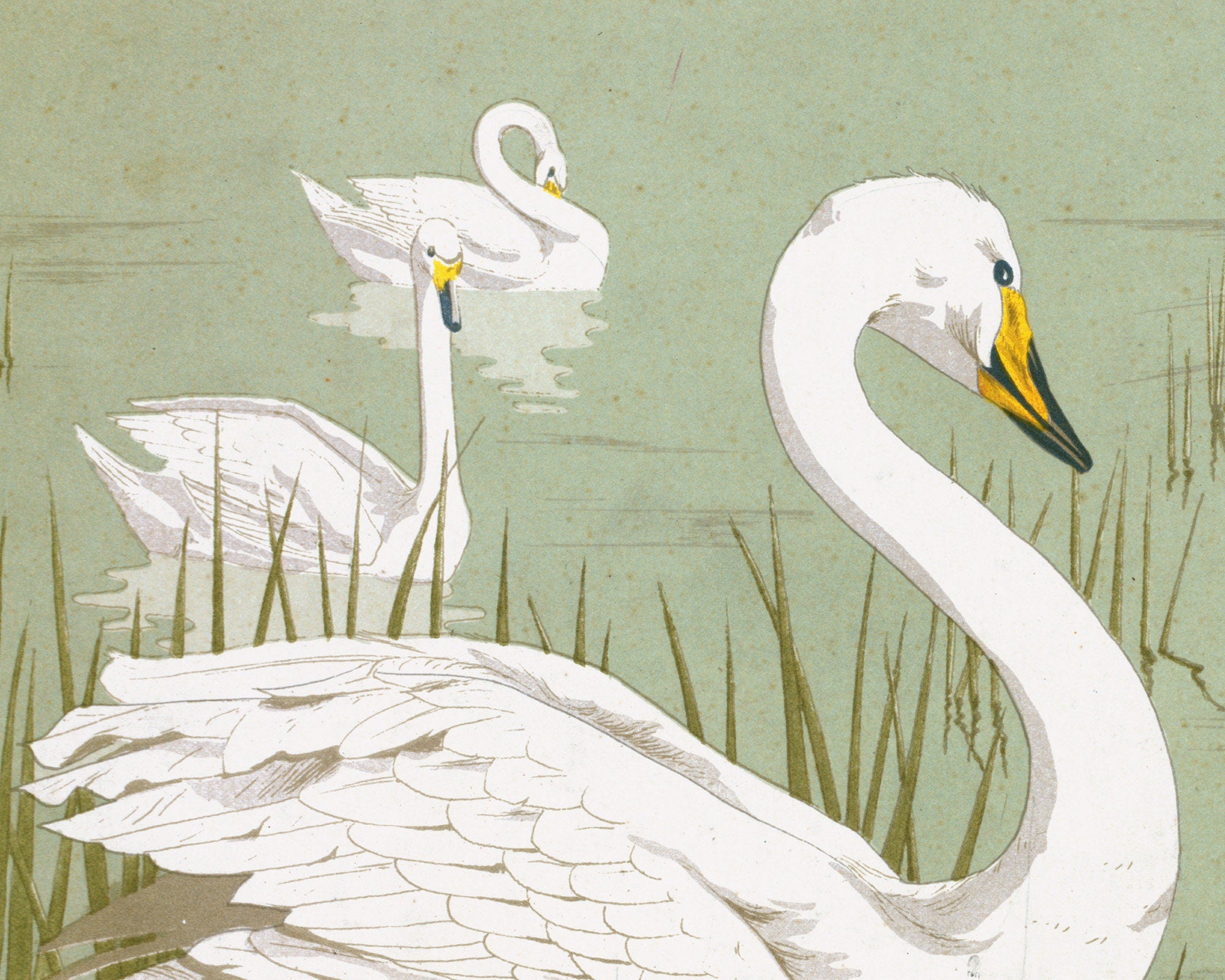 Wild Swan | 1897 – Prints Charming Press