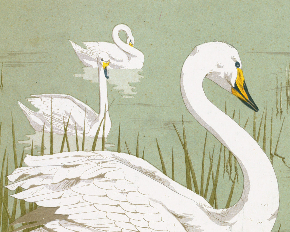 Wild Swan | 1897