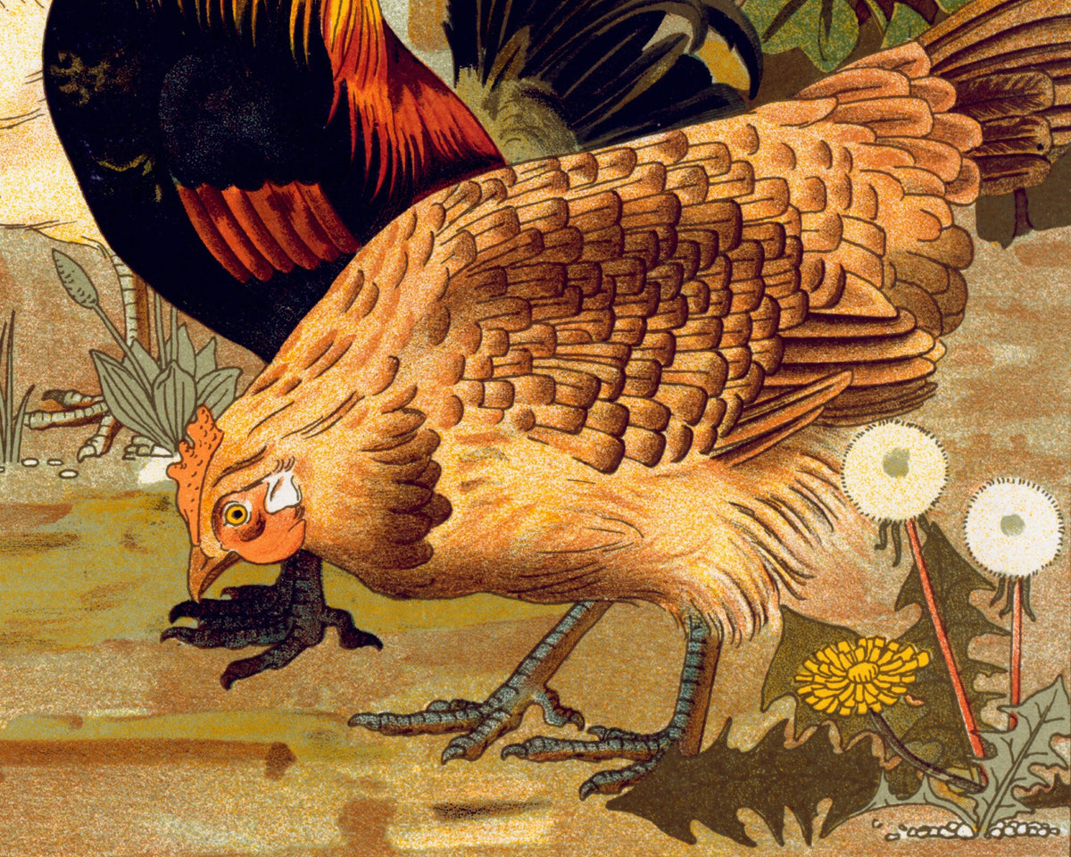 Roosters and Hens | 1897