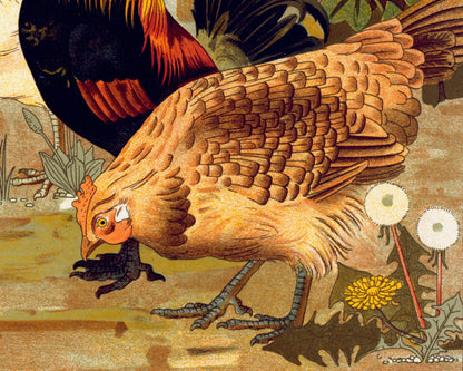 Roosters and Hens | 1897