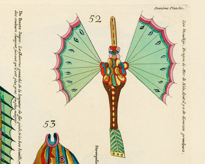 Teal Fish from Moluccan Islands | 1754