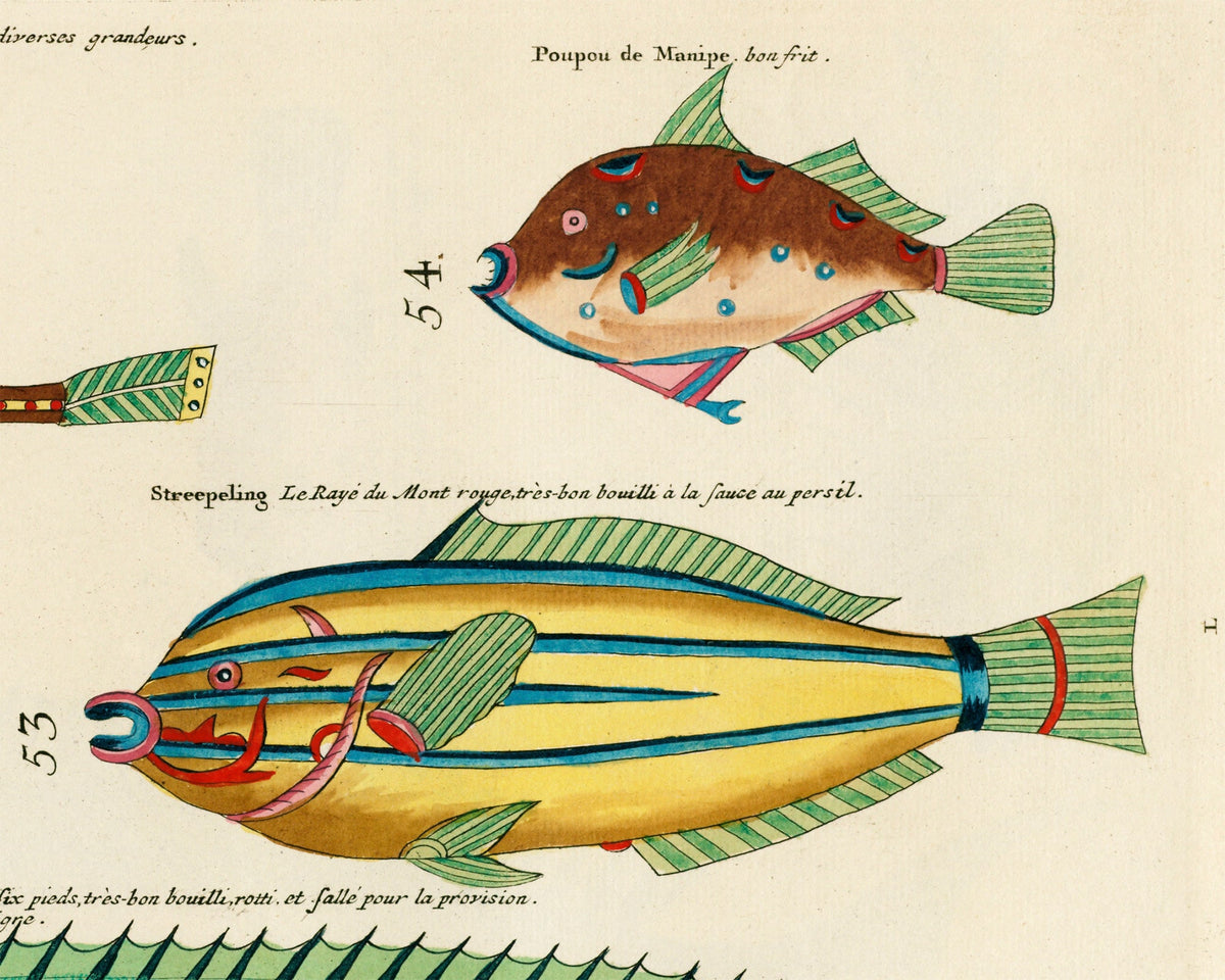 Teal Fish from Moluccan Islands | 1754