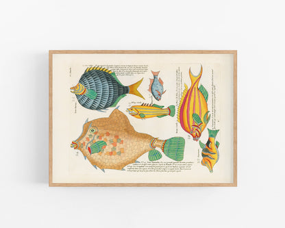Orange and Blue Fish from Moluccan Islands | 1754