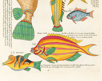Orange and Blue Fish from Moluccan Islands | 1754