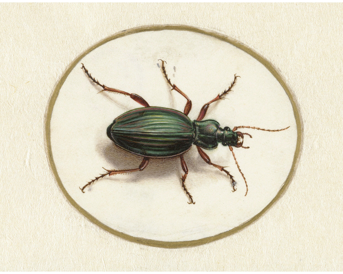 Beetle | 1690