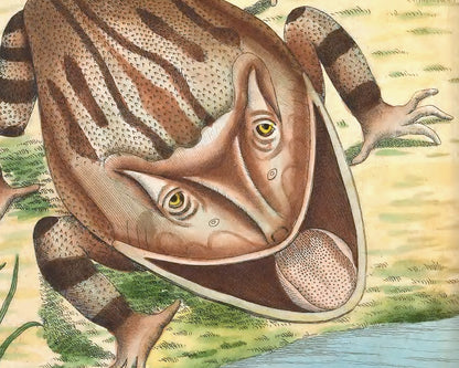 Horned Frog | 1789