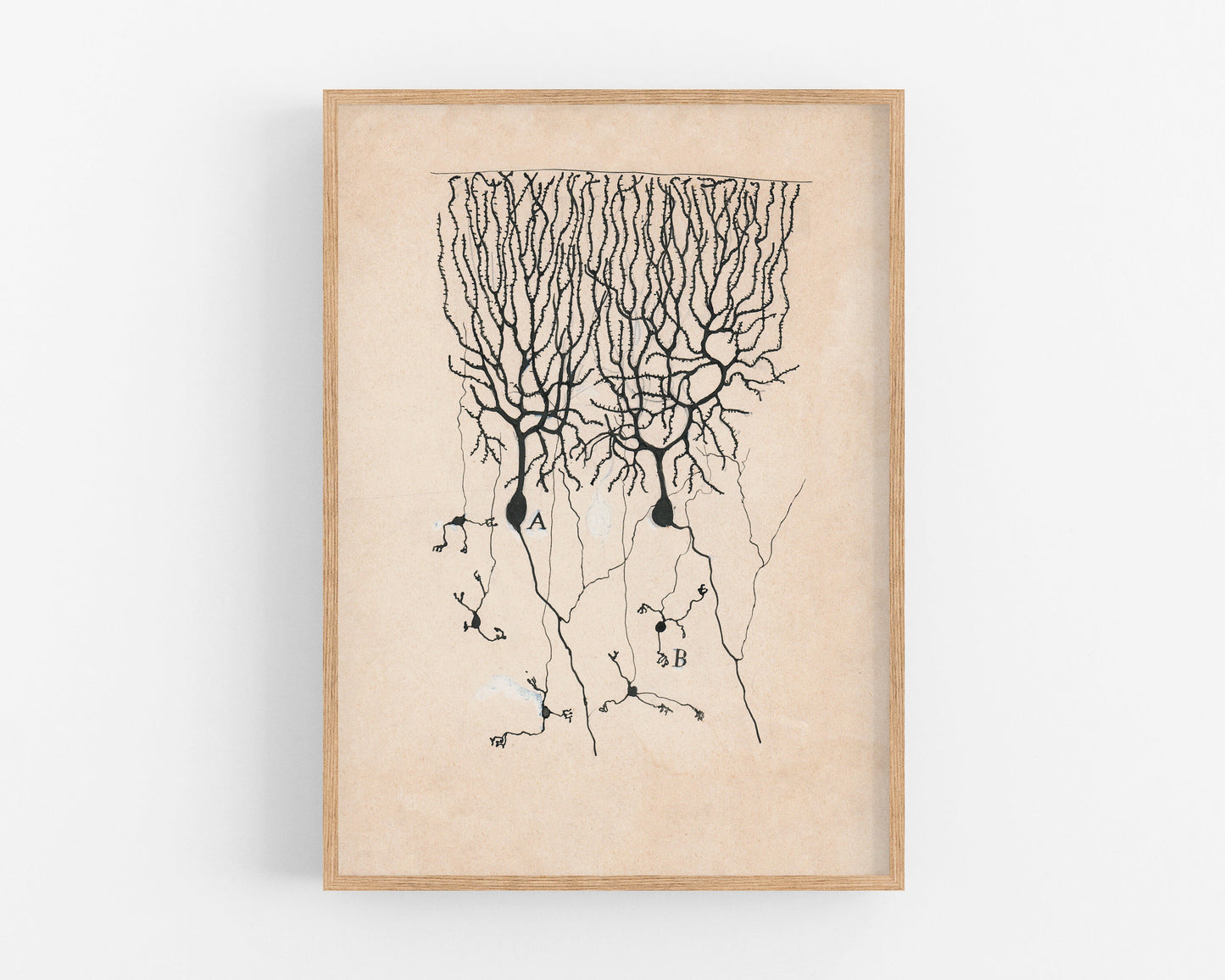 Purkinje Cells and Granule Cells from a Pigeon Cerebellum | 1899