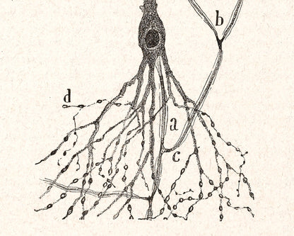 Cell of a Rabbit | 1913