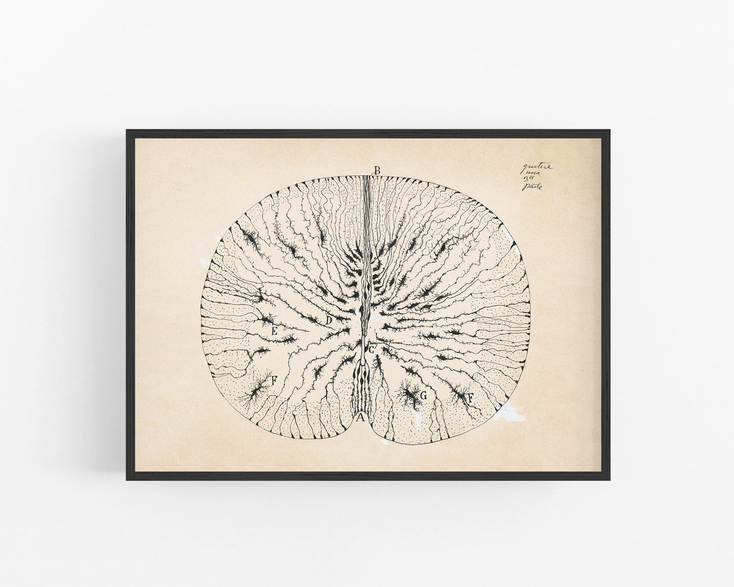 Glial Cells of a Mouse Spinal Cord | 1899