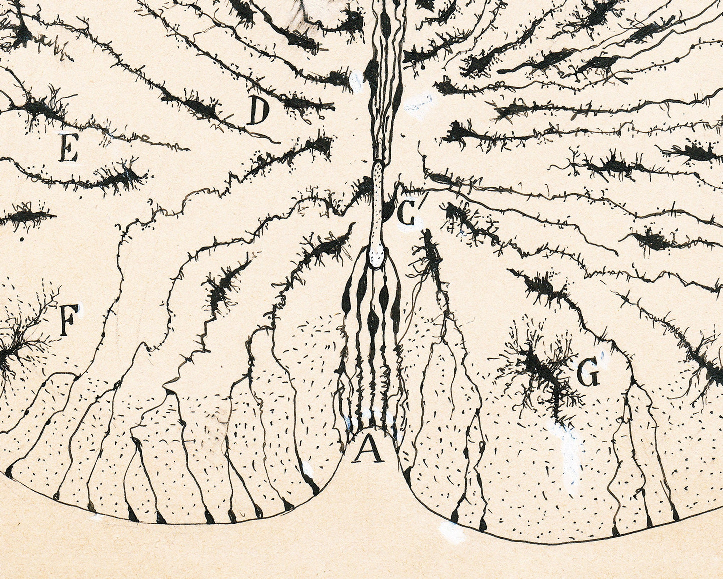 Glial Cells of a Mouse Spinal Cord | 1899