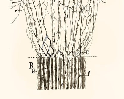 Cut Nerve Outside the Spinal Cord | 1913