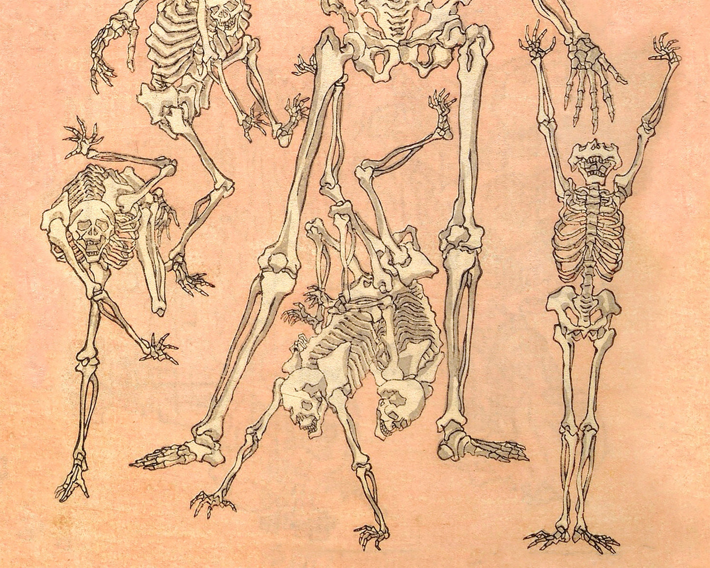 Front of skeletons from a sketchbook | 19th Century