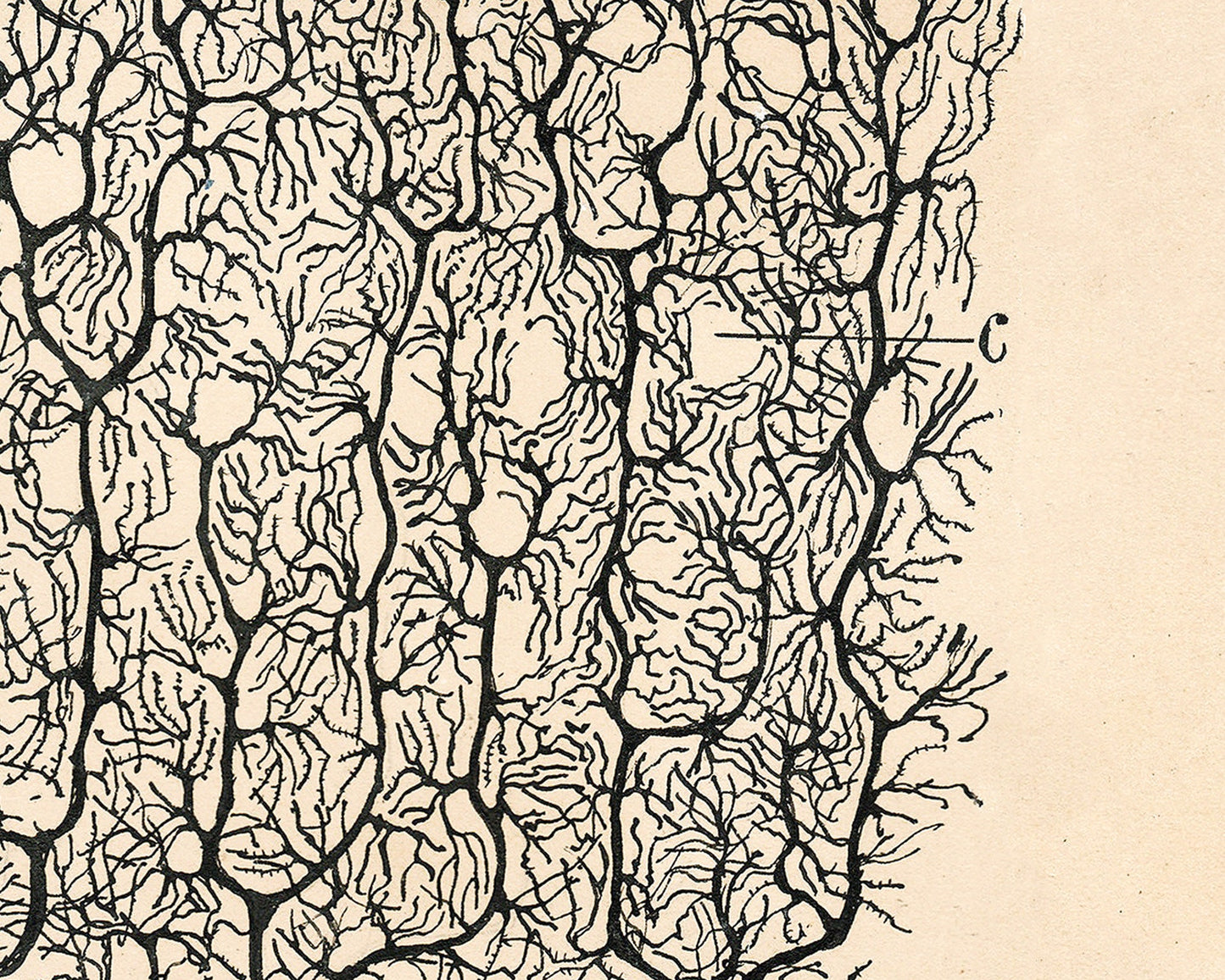 Purkinje Neuron of a Human Cerebellum | 1899