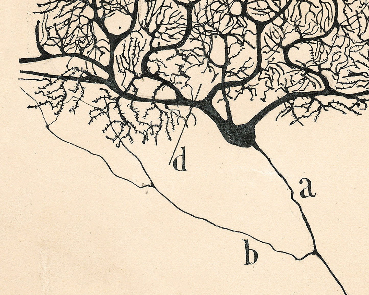 Purkinje Neuron of a Human Cerebellum | 1899