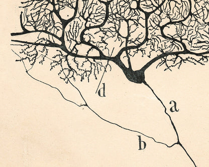 Purkinje Neuron of a Human Cerebellum | 1899