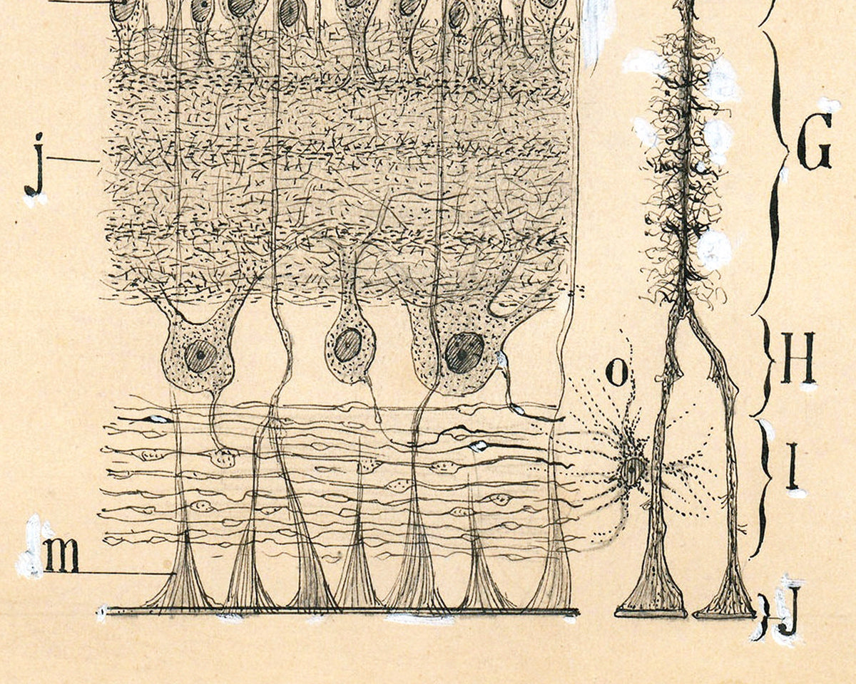 Cells in the Retina of the Eye | 1904