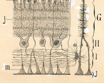 Cells in the Retina of the Eye | 1904