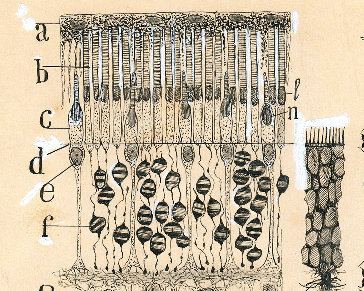 Cells in the Retina of the Eye | 1904