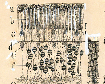 Cells in the Retina of the Eye | 1904