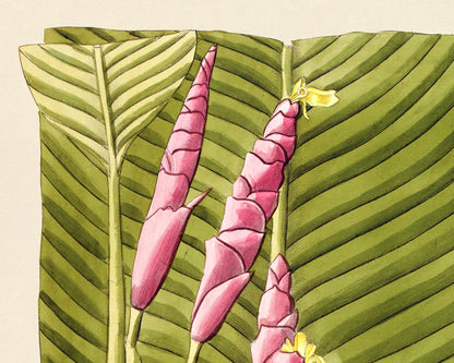 Maranta Cachibou | 1809