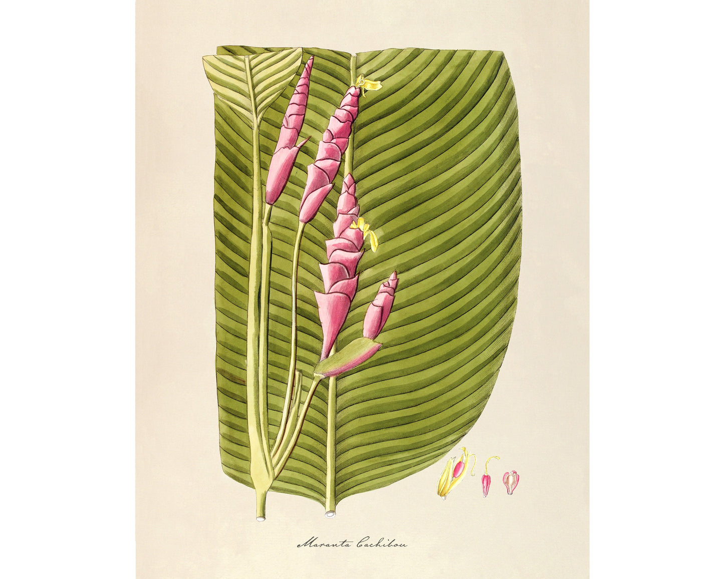 Maranta Cachibou | 1809