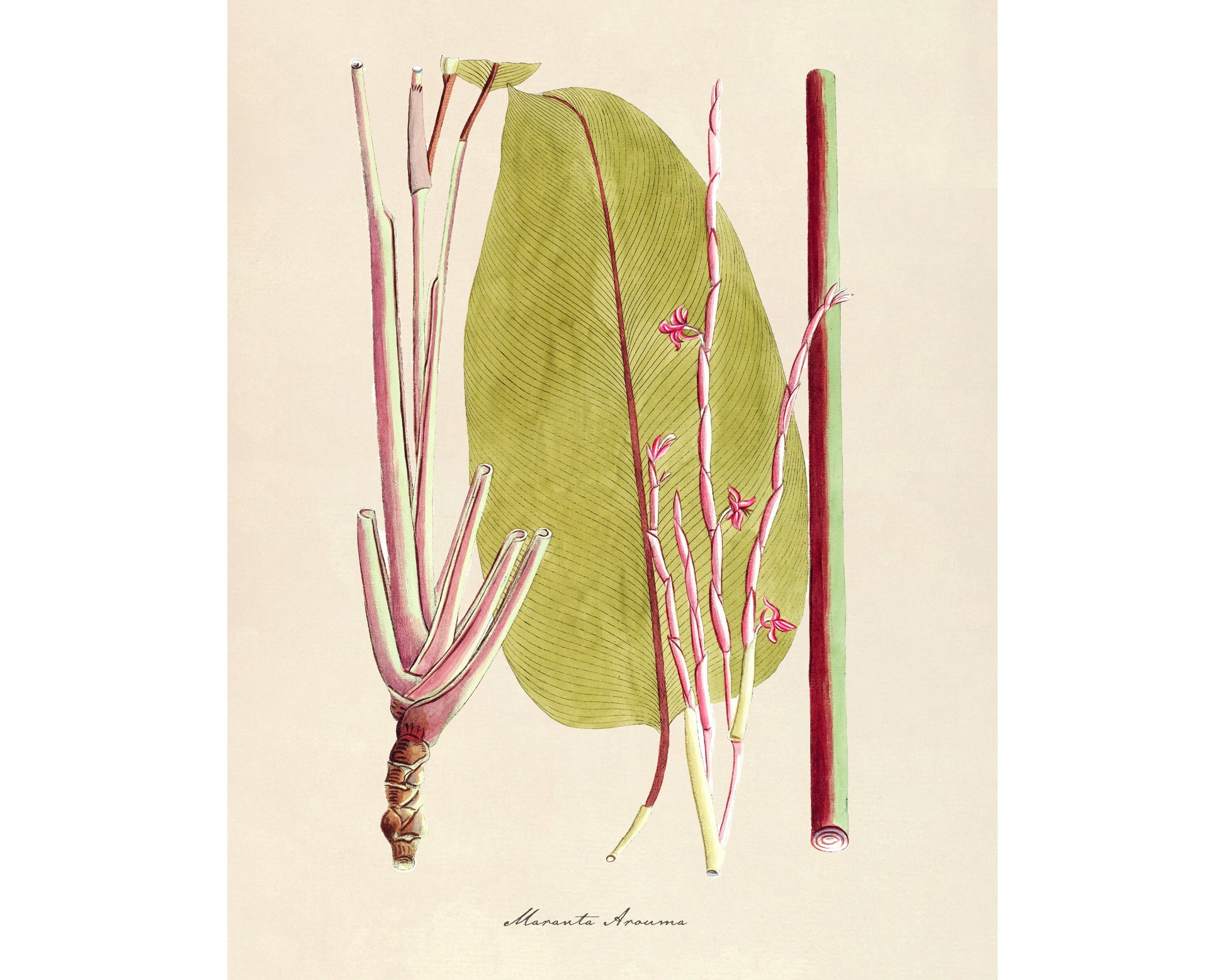 prayer plant drawing Prayer Plant