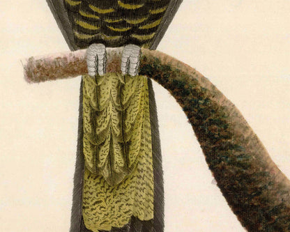 Yellow Tailed Black Cockatoo | 1787