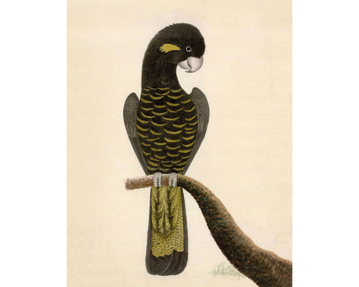 Yellow Tailed Black Cockatoo | 1787