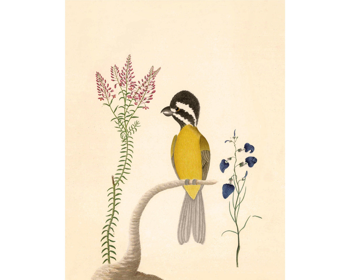 Eastern Shriketit and Pyramid Flower | 1787