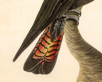 Glossy Black Cockatoo | 1787