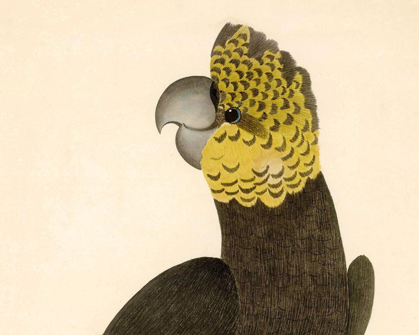 Glossy Black Cockatoo | 1787