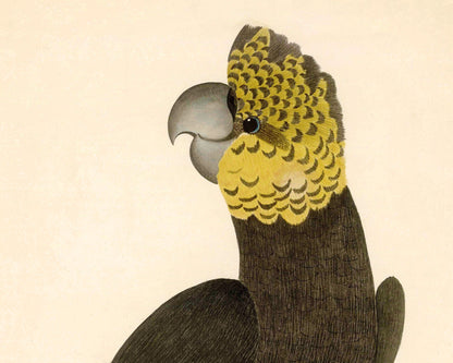 Glossy Black Cockatoo | 1787