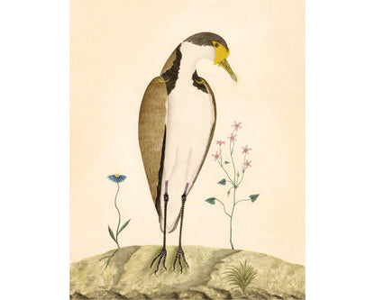 Sparrow Hawk | 1787