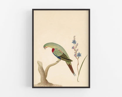 Spur Winged Plover and Grassland Dasiy | 1787