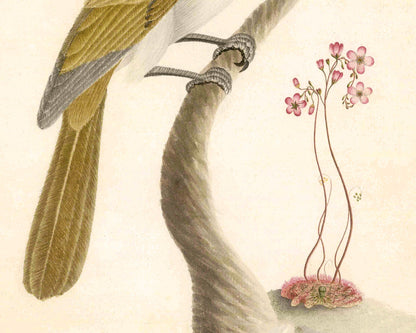 Crimson Rosella and Native Fuschia | 1787