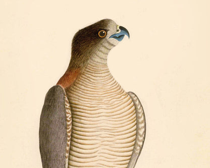 Hawke of Port jackson | 1787