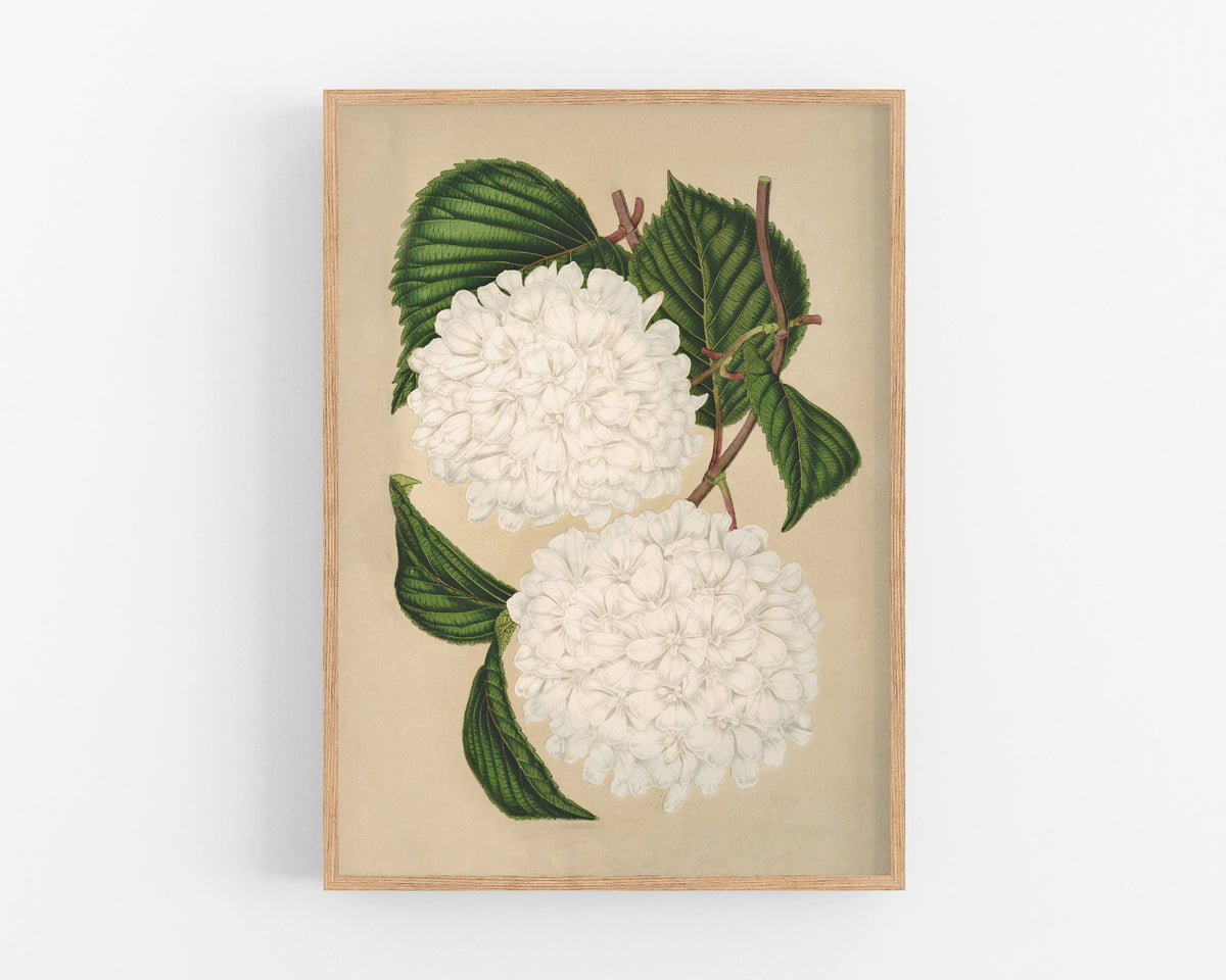 Japanese Snowball | 1860