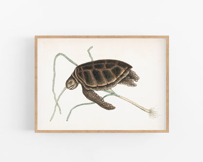 Turtle | 18th Century