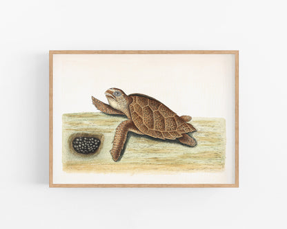 American Turtle and her Eggs | 18th Century