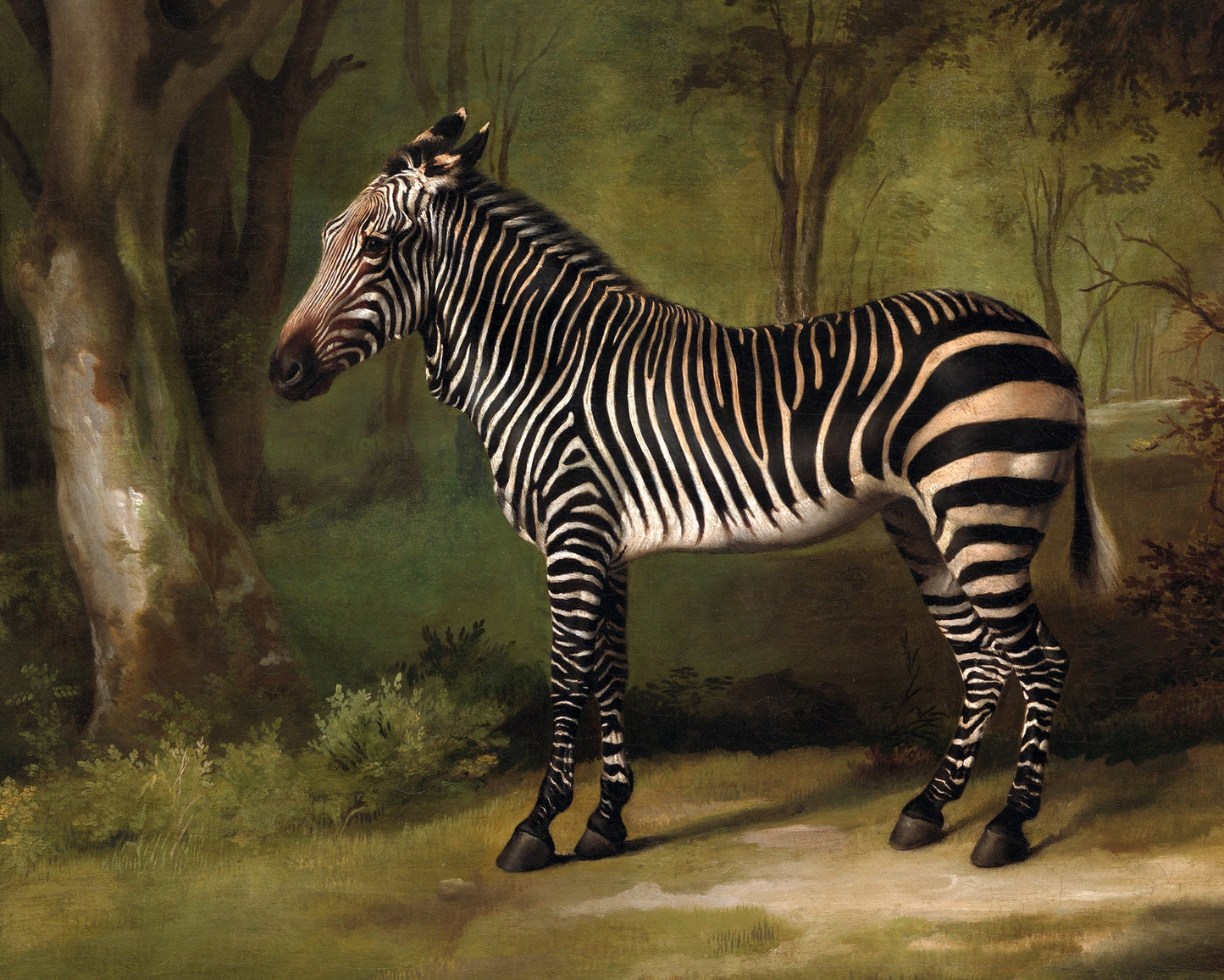 Zebra in a Jungle | 1763